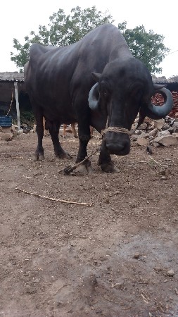 ભેંશ વેચવાની છે