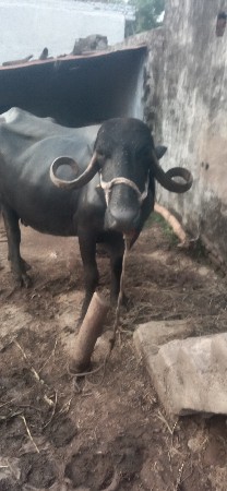 ભેંસવેચવાની છે