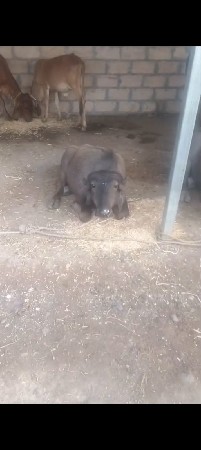 પાડી વેચવાની છે