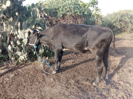 hf બુલ વેચવાનો છે