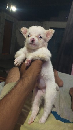 Pomeranian fimel