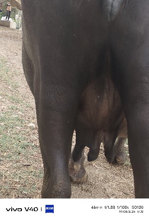 વેચવાની છે