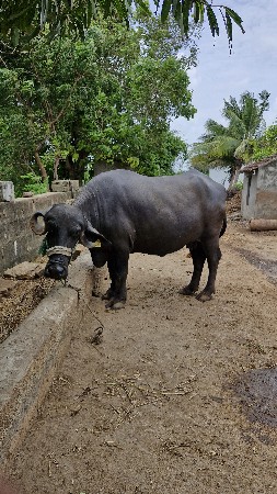 ભેંશ વેશવાની છે.