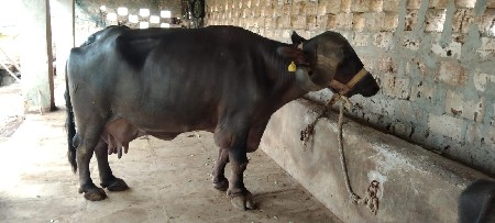 ભેંસ વેચવાની છે