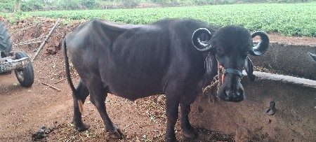 ભેંસ