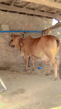 આ ગાય વેચવાની છે