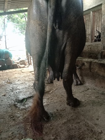 ભેંસ વેસવાની શે
