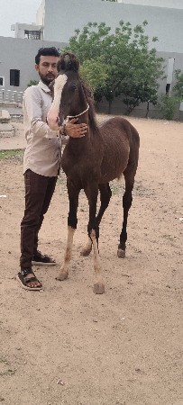 વછેરો. વેચવાનો પાંચ કલ્યાણ