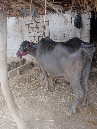 ભેંસ વેચવાની છે