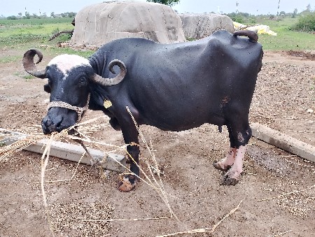 2 ભેંશ વેચવાની છે