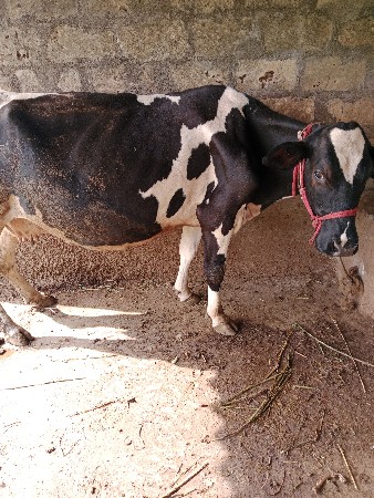 Hf ગાય વેચવાની છે