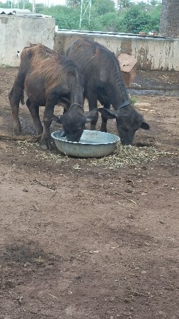 પાડા વેચવાના છે