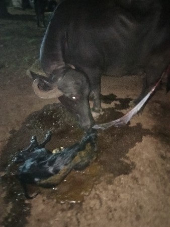 આ ભેંસ વેચવાની છે પહેલું વેતર