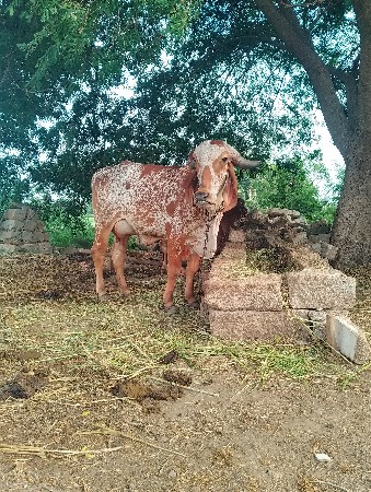 1 વેતર 6 લીટર દૂધ