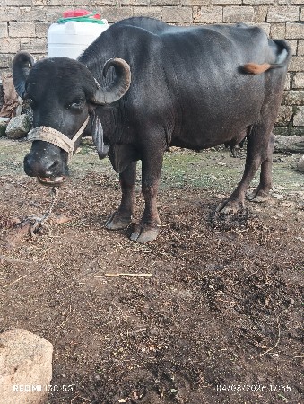 ભેંસ વેચવાની છે