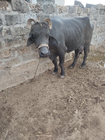 બની ભેંસ વેચવાની છે