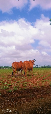 બળદ વેચવાના છે  ધર 4
