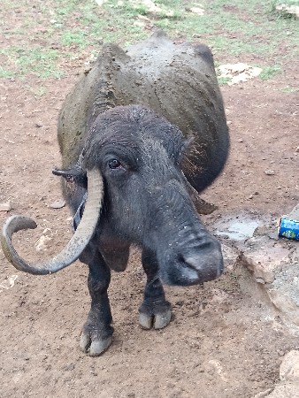 આવ આચરની જવાબદારી