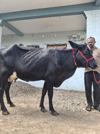 વિસવાનીસે
