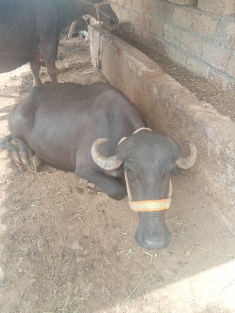 બૈભેસવેચવાનીછે