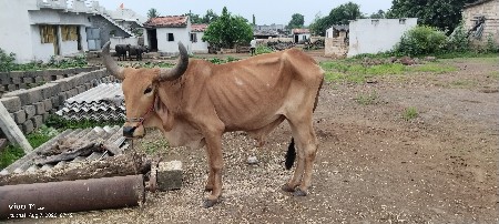 આ બળદ વેચવાનો છે