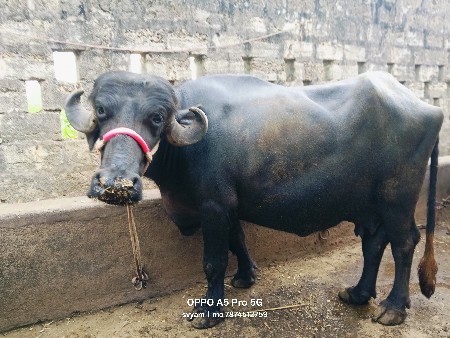 ભેંસ વેચવાની છે