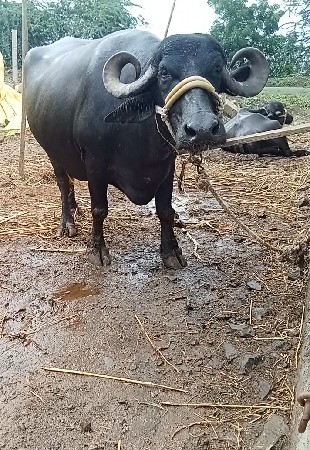 વેતર માં 2
વેતર માં 2