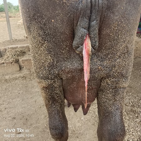 પેલું વેતર