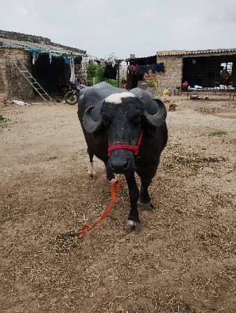 ભેંસ વેચવાની છે નંબર 7990503931