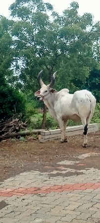 બળદ વેચવા નોસે