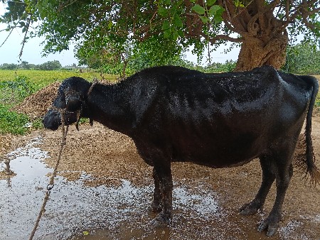 ભેંસ વેચવાની છે .