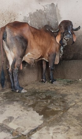 ગીર ગાય વેચવાની છે