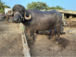ભેસ વેચવાની સે