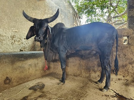 ઓરિજનલ કાંકરેજ
