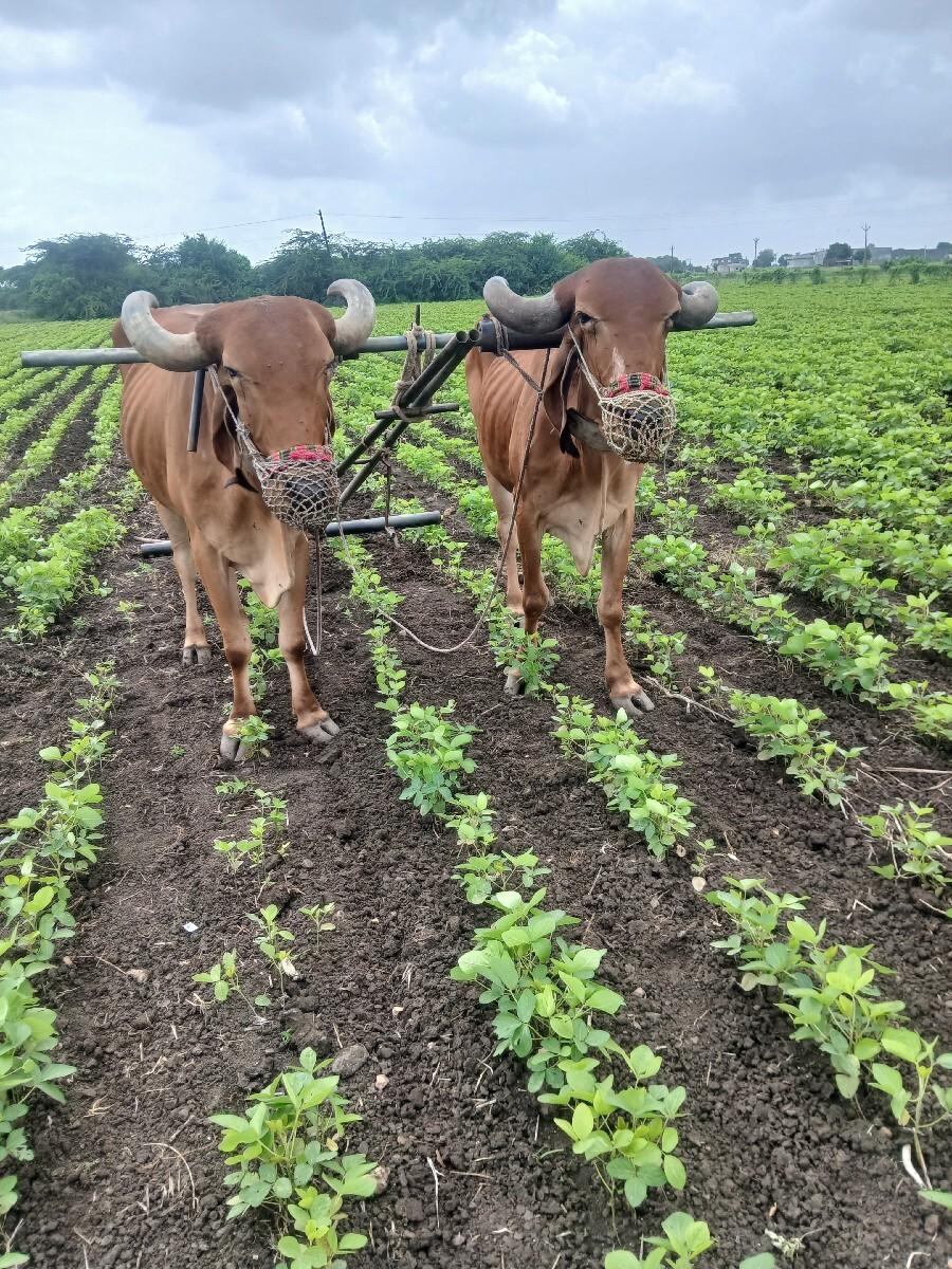બળદ વેચવાના છે
