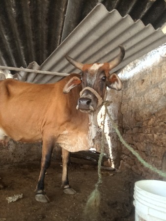 વેચવાની છે