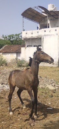વશેરો દેવાનો છે