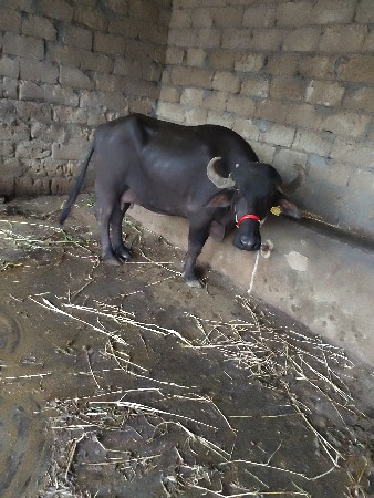 10 12  peluverter Char Char litre