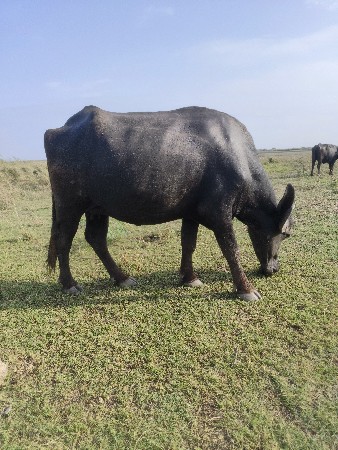 પેલા વેતરની ખડેલી વેસવાનીસે