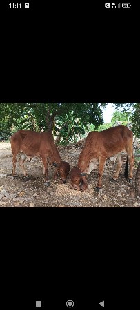 ગોઢલા વેચવાના છે