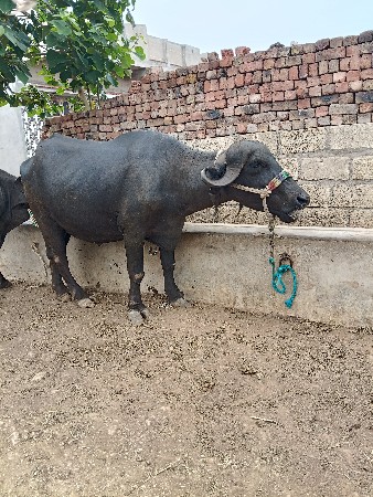 ખરેડી વેચવાની છે