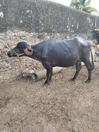 ભેંસ વેચવાની છે