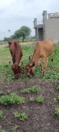 બળદ