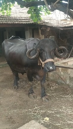 ભેંસ વહેચવાની છે