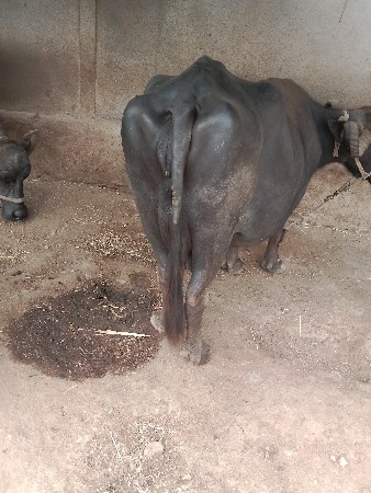 ભેંસ વેચવાની છે