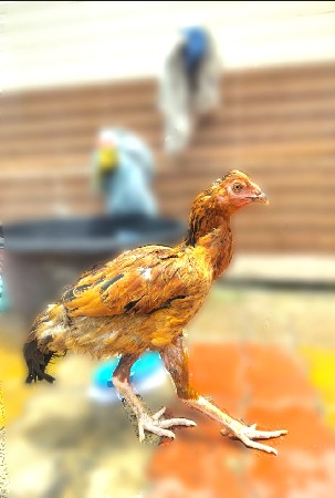 કાલાવડ જામનગર