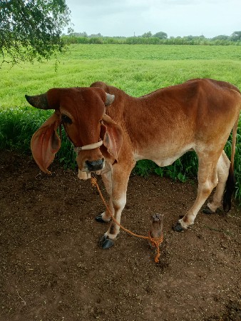 Vasudev Mahavidya Vani