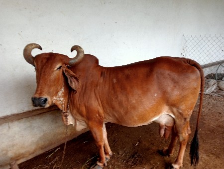 ગાય વેચવાની છે