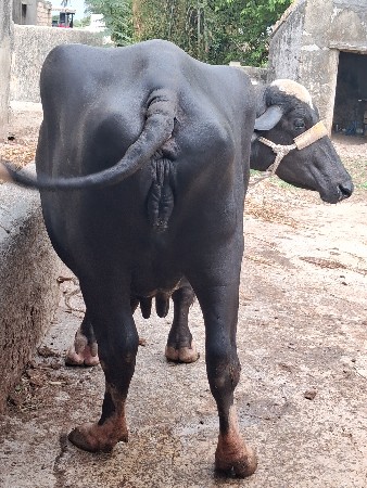 વેચવાની છે