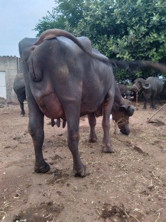 ભેંસ વેચવાની છે.